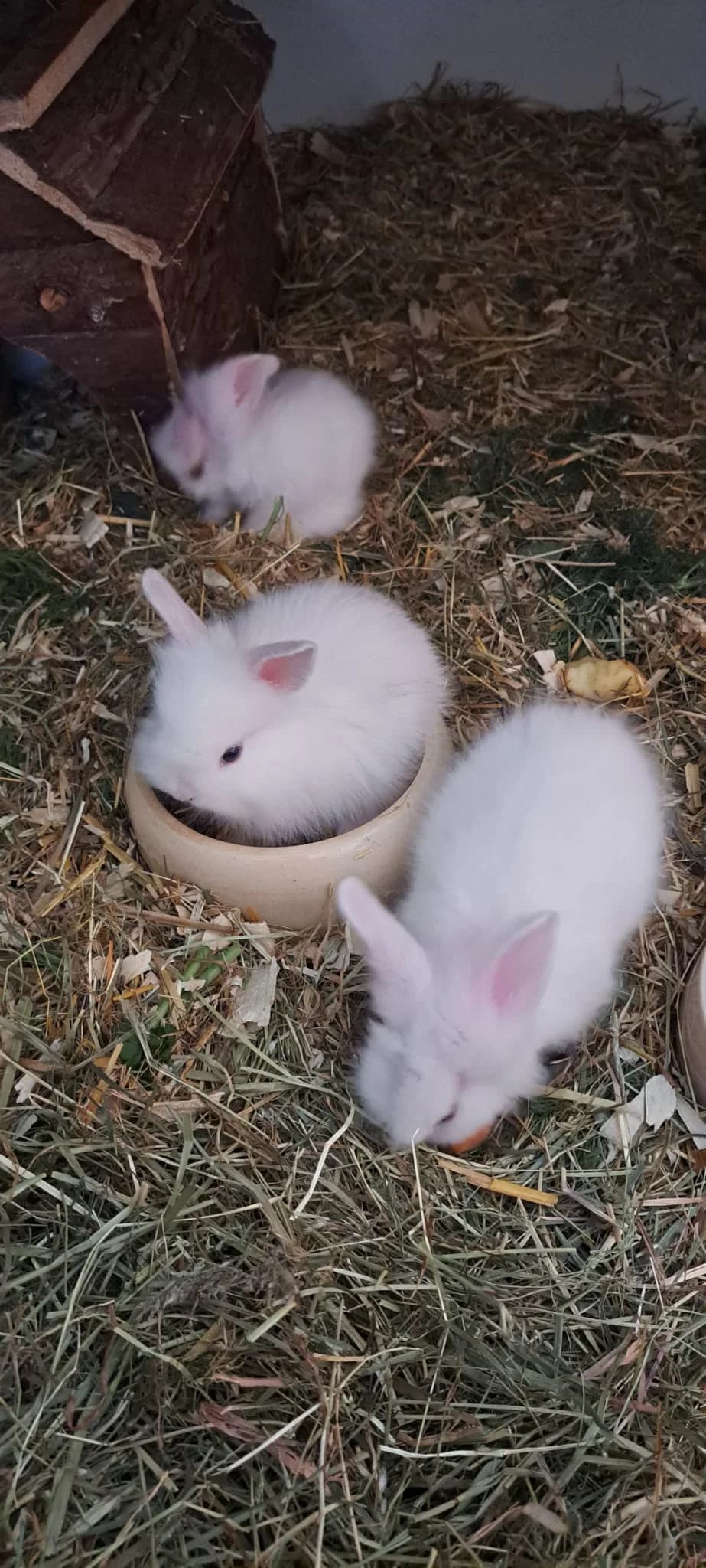So viele wie lange nicht mehr, Mixed Breed for adoption at Tierheim Nied (TSV Schwalbach & Frankfurt-West), Frankfurt