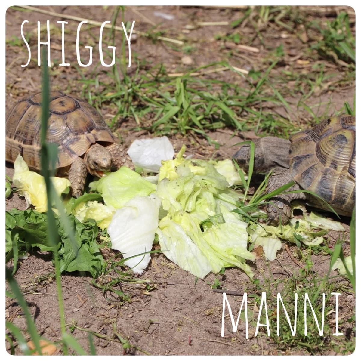 Manni und Shiggy, Mixed Breed for adoption at Tierheim Nied (TSV Schwalbach & Frankfurt-West)