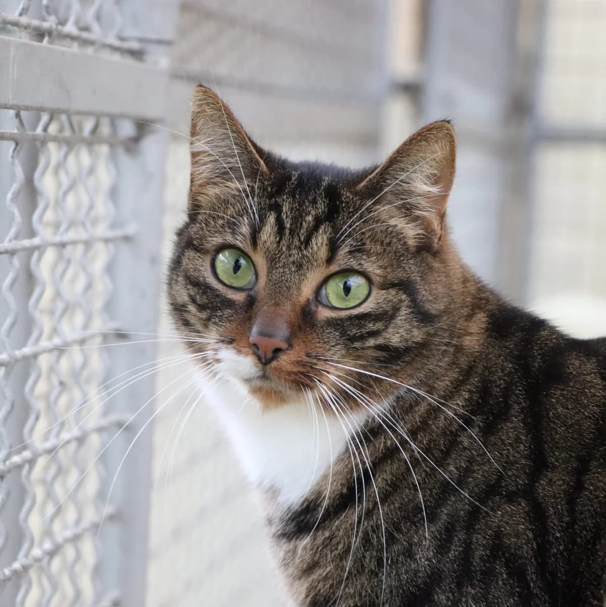 Toni und Theo, Mixed Breed for adoption at Tierheim Nied (TSV Schwalbach & Frankfurt-West)