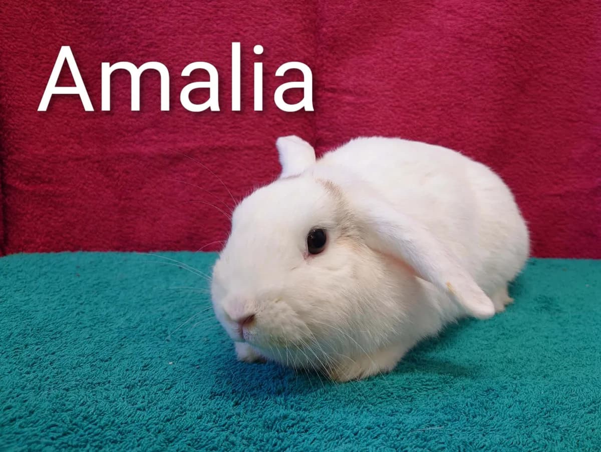 Amalia, female young mixed breed for adoption at Tierheim Nördlingen (Fürstin-Delia-Tierheim), Nördlingen