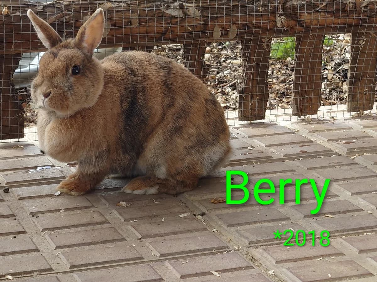 Berry, female mixed breed for adoption at Tierheim Nördlingen (Fürstin-Delia-Tierheim)