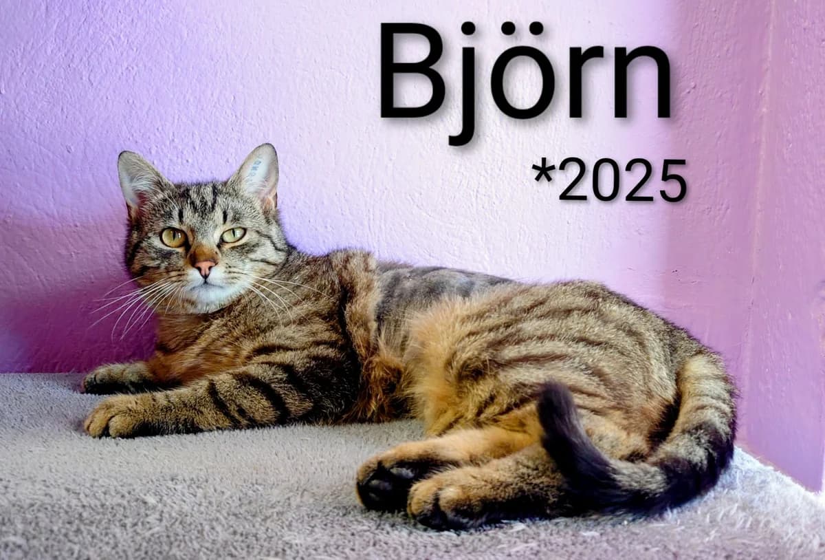 Björn, male young mixed breed for adoption at Tierheim Nördlingen (Fürstin-Delia-Tierheim), Nördlingen