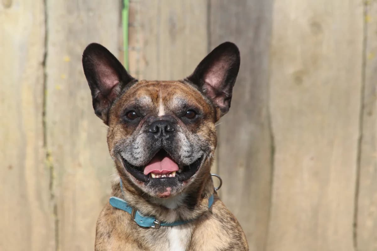 Bowie, male senior mixed breed for adoption at Tierheim Nördlingen (Fürstin-Delia-Tierheim), Nördlingen