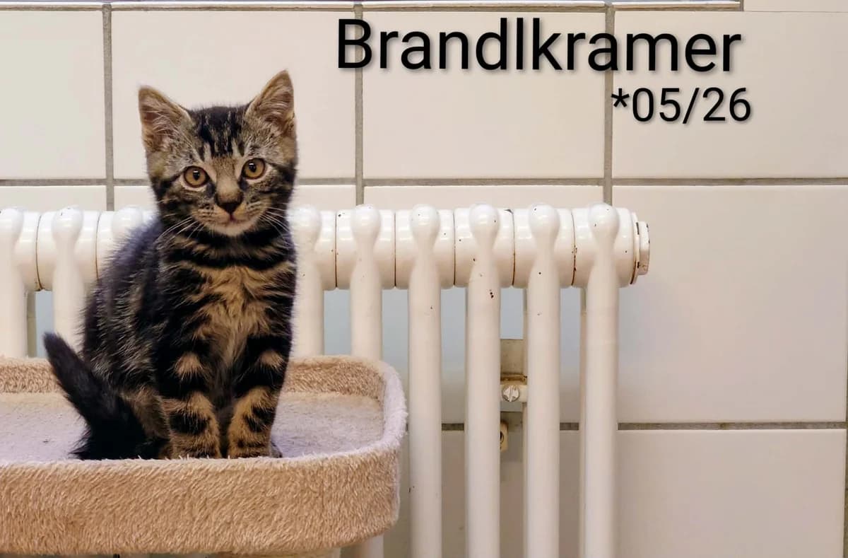 Brandlkramer, male mixed breed for adoption at Tierheim Nördlingen (Fürstin-Delia-Tierheim), Nördlingen