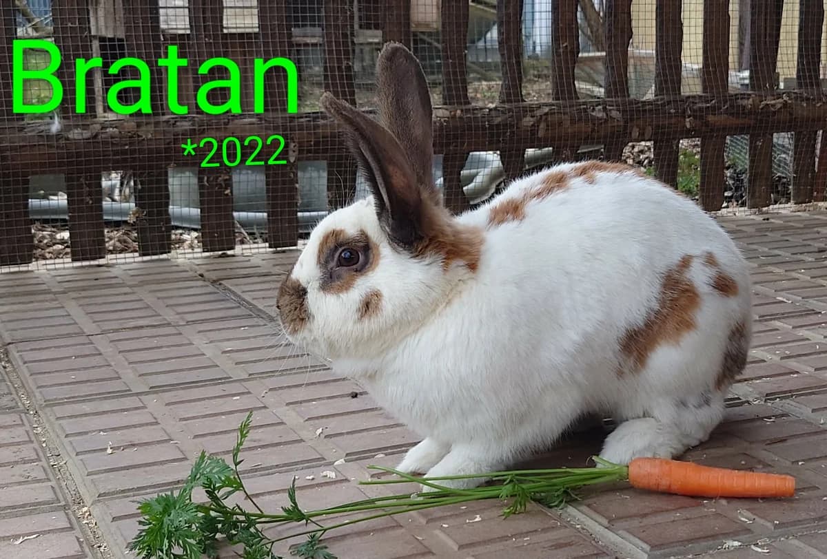 Bratan, male mixed breed for adoption at Tierheim Nördlingen (Fürstin-Delia-Tierheim)