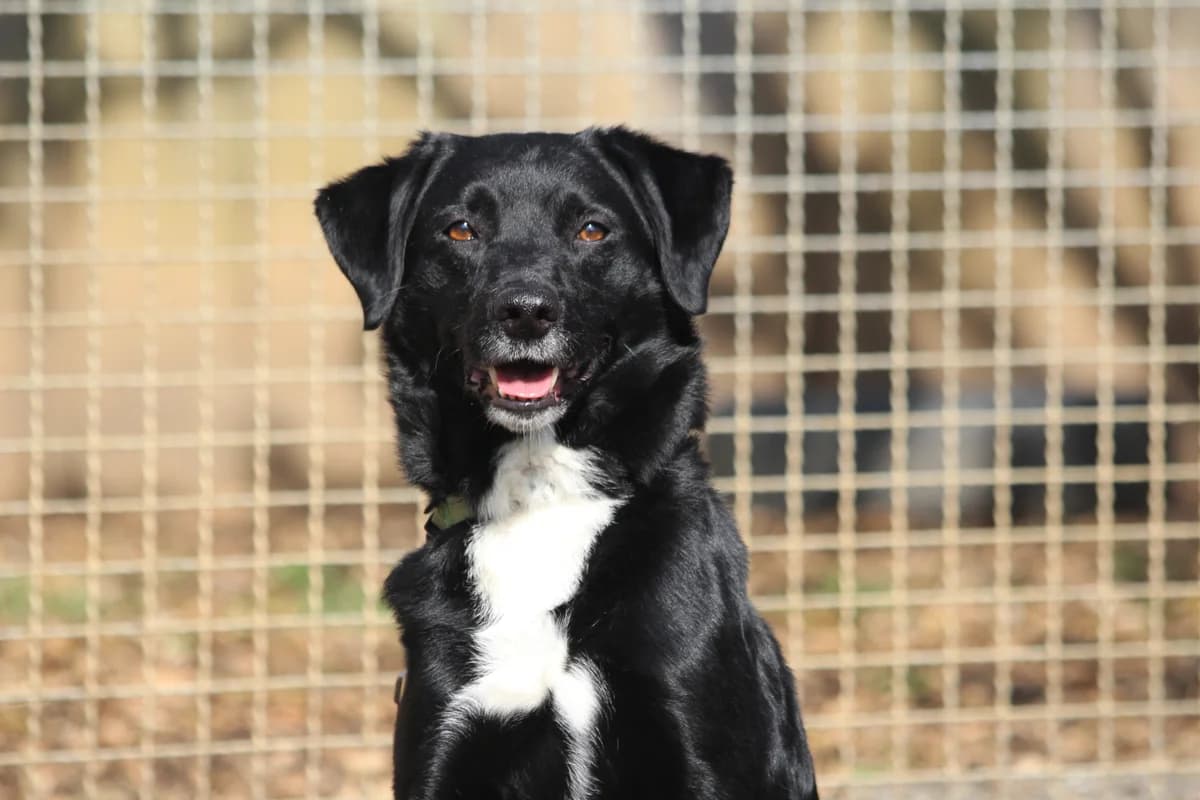 Cloony, male senior Mixed Breed for adoption at Tierheim Nördlingen (Fürstin-Delia-Tierheim), Nördlingen