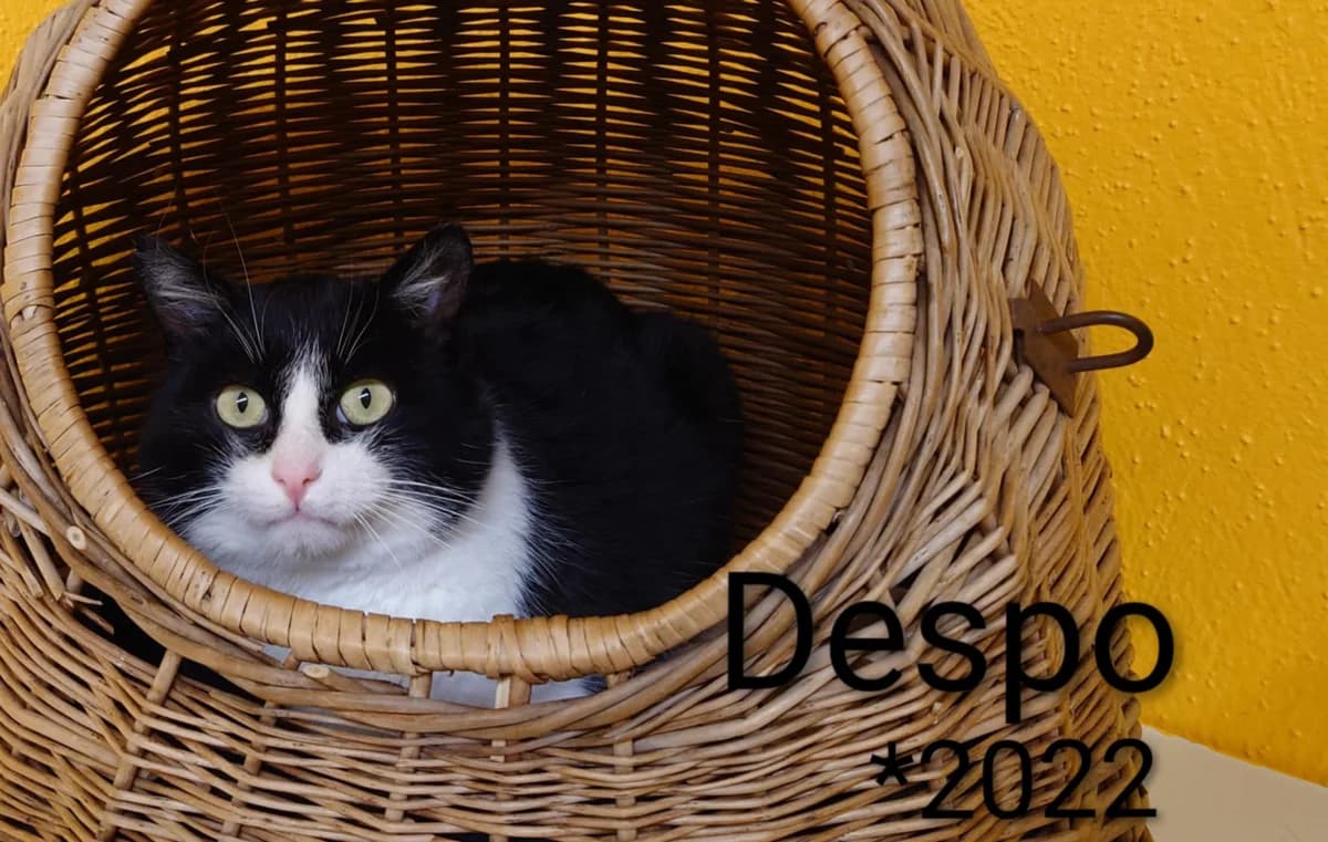 Despo, male 4yo mixed breed for adoption at Tierheim Nördlingen (Fürstin-Delia-Tierheim), Nördlingen