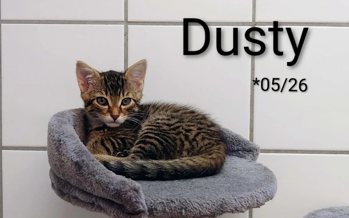 Dusty, male mixed breed for adoption at Tierheim Nördlingen (Fürstin-Delia-Tierheim), Nördlingen