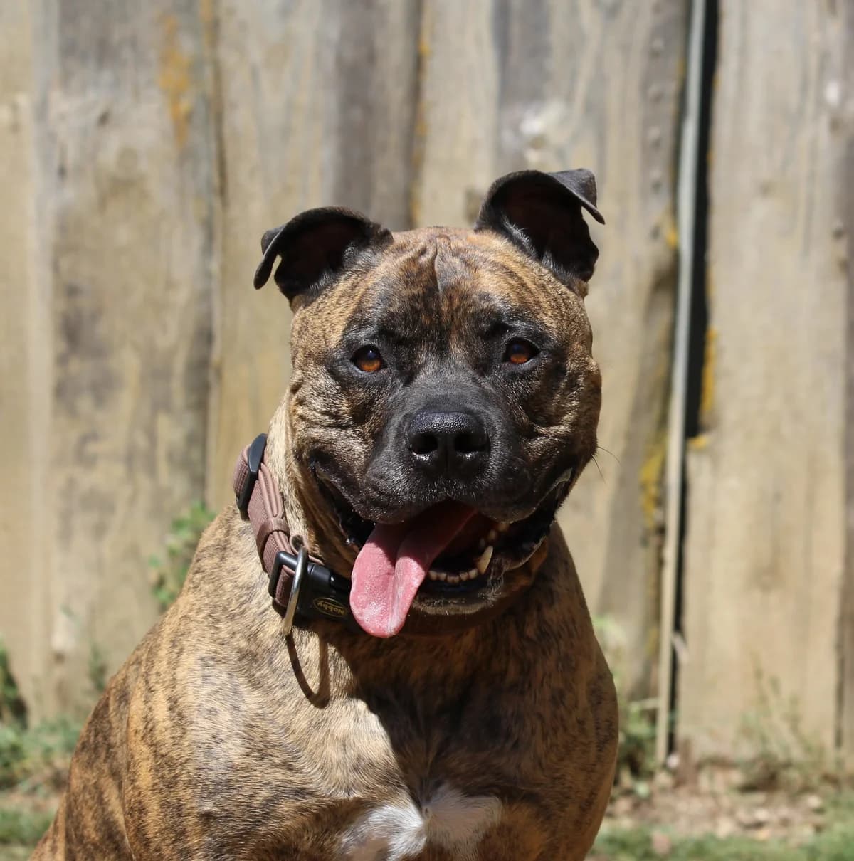 Elmo, male 6yo English Bulldog for adoption at Tierheim Nördlingen (Fürstin-Delia-Tierheim), Nördlingen