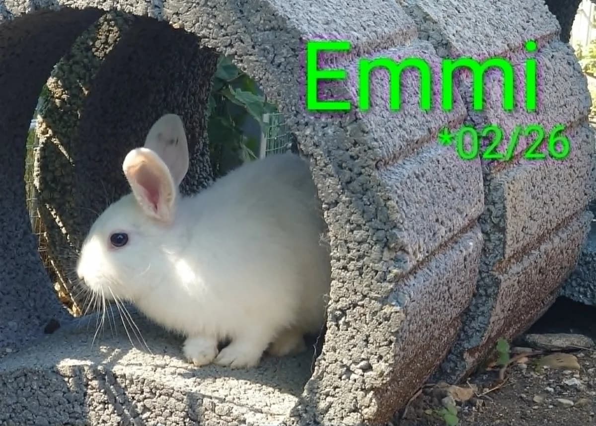 Emmi, female puppy mixed breed for adoption at Tierheim Nördlingen (Fürstin-Delia-Tierheim), Nördlingen