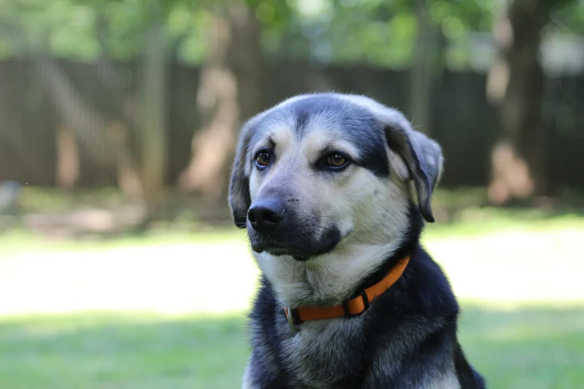 Filou, male 4yo Mixed Breed for adoption at Tierheim Nördlingen (Fürstin-Delia-Tierheim), Nördlingen