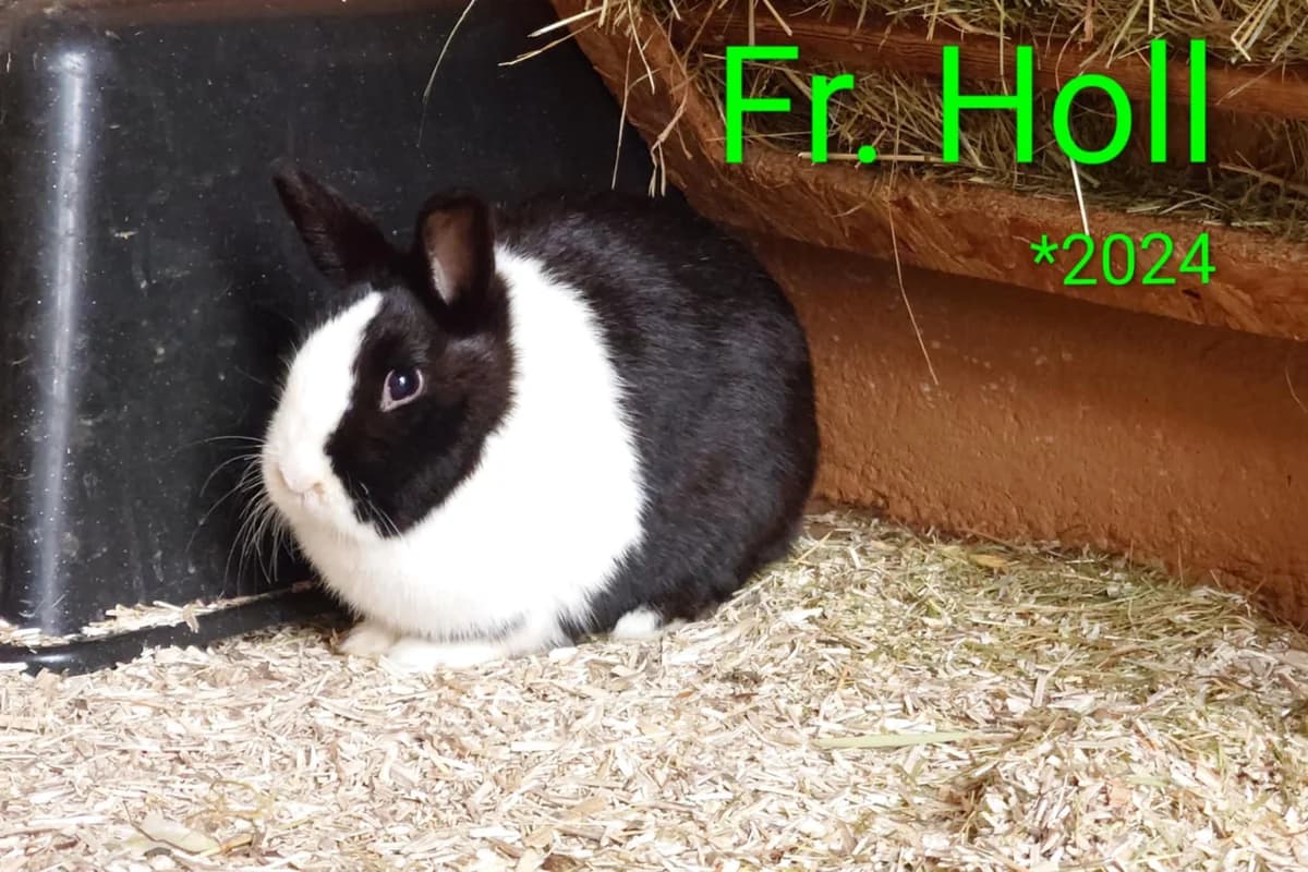 Frau Holl, female young mixed breed for adoption at Tierheim Nördlingen (Fürstin-Delia-Tierheim), Nördlingen