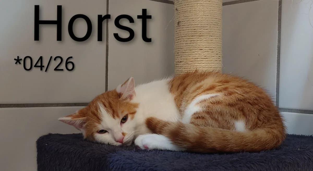 Horst, male mixed breed for adoption at Tierheim Nördlingen (Fürstin-Delia-Tierheim), Nördlingen