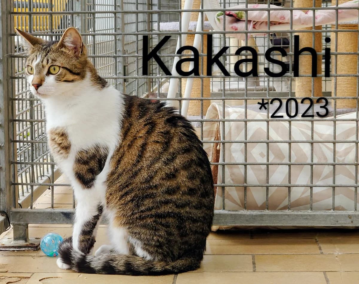 Kakashi, male 3yo mixed breed for adoption at Tierheim Nördlingen (Fürstin-Delia-Tierheim), Nördlingen