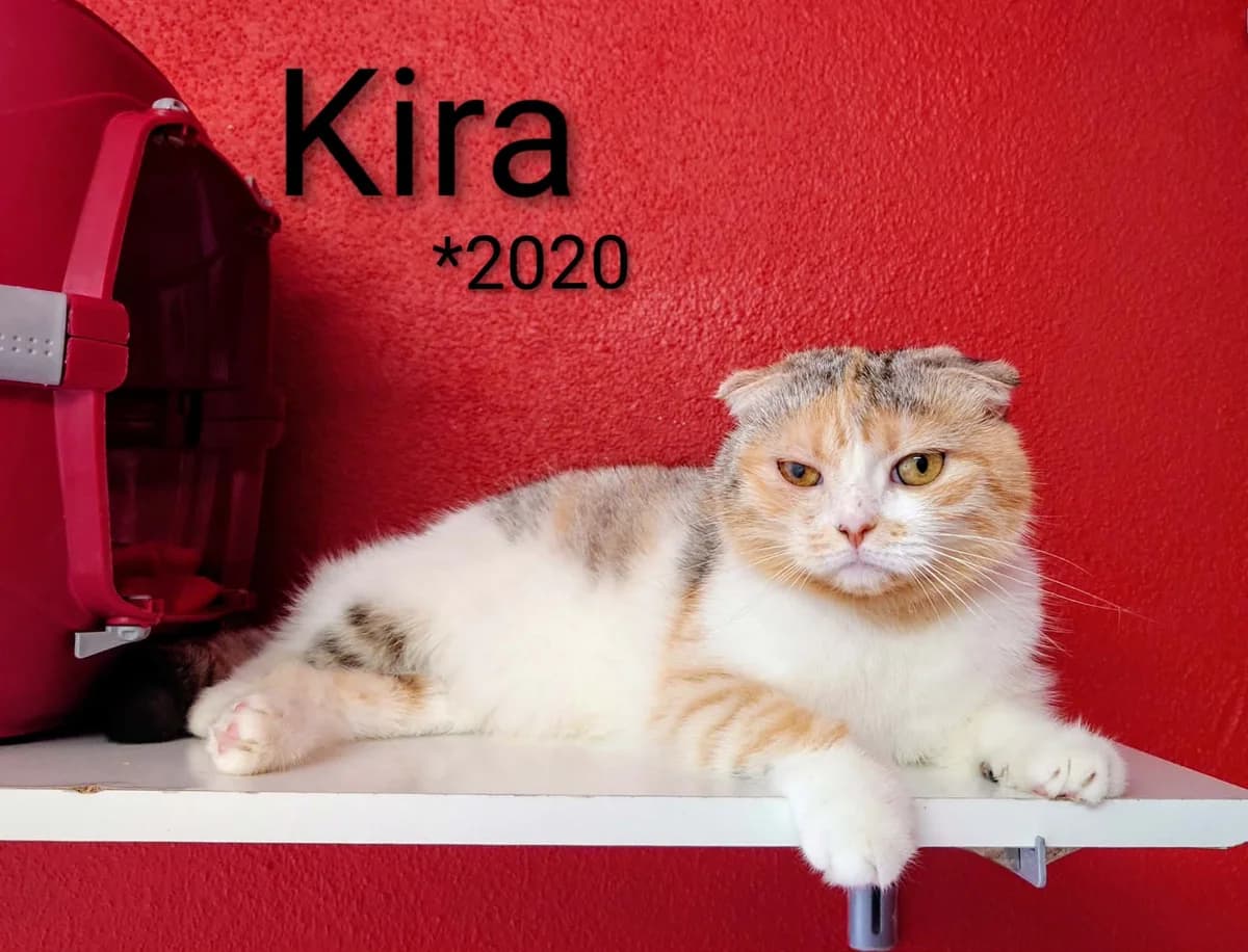 Kira, female 6yo British Shorthair for adoption at Tierheim Nördlingen (Fürstin-Delia-Tierheim), Nördlingen