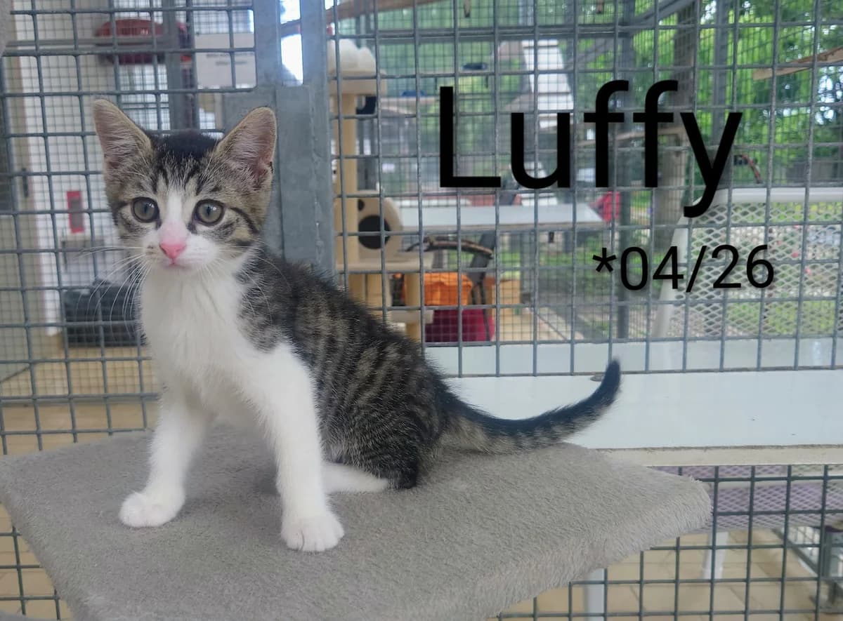 Luffy, male mixed breed for adoption at Tierheim Nördlingen (Fürstin-Delia-Tierheim), Nördlingen