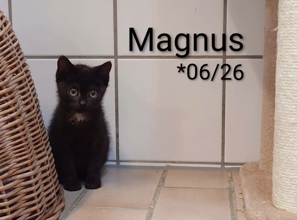 Magnus, male mixed breed for adoption at Tierheim Nördlingen (Fürstin-Delia-Tierheim), Nördlingen