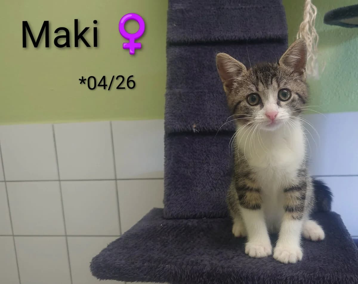 Maki, female mixed breed for adoption at Tierheim Nördlingen (Fürstin-Delia-Tierheim), Nördlingen