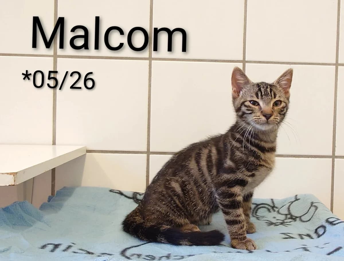 Malcom, male mixed breed for adoption at Tierheim Nördlingen (Fürstin-Delia-Tierheim), Nördlingen