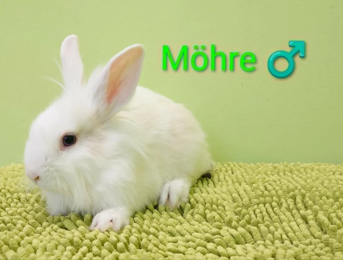 Möhre, male mixed breed for adoption at Tierheim Nördlingen (Fürstin-Delia-Tierheim), Nördlingen