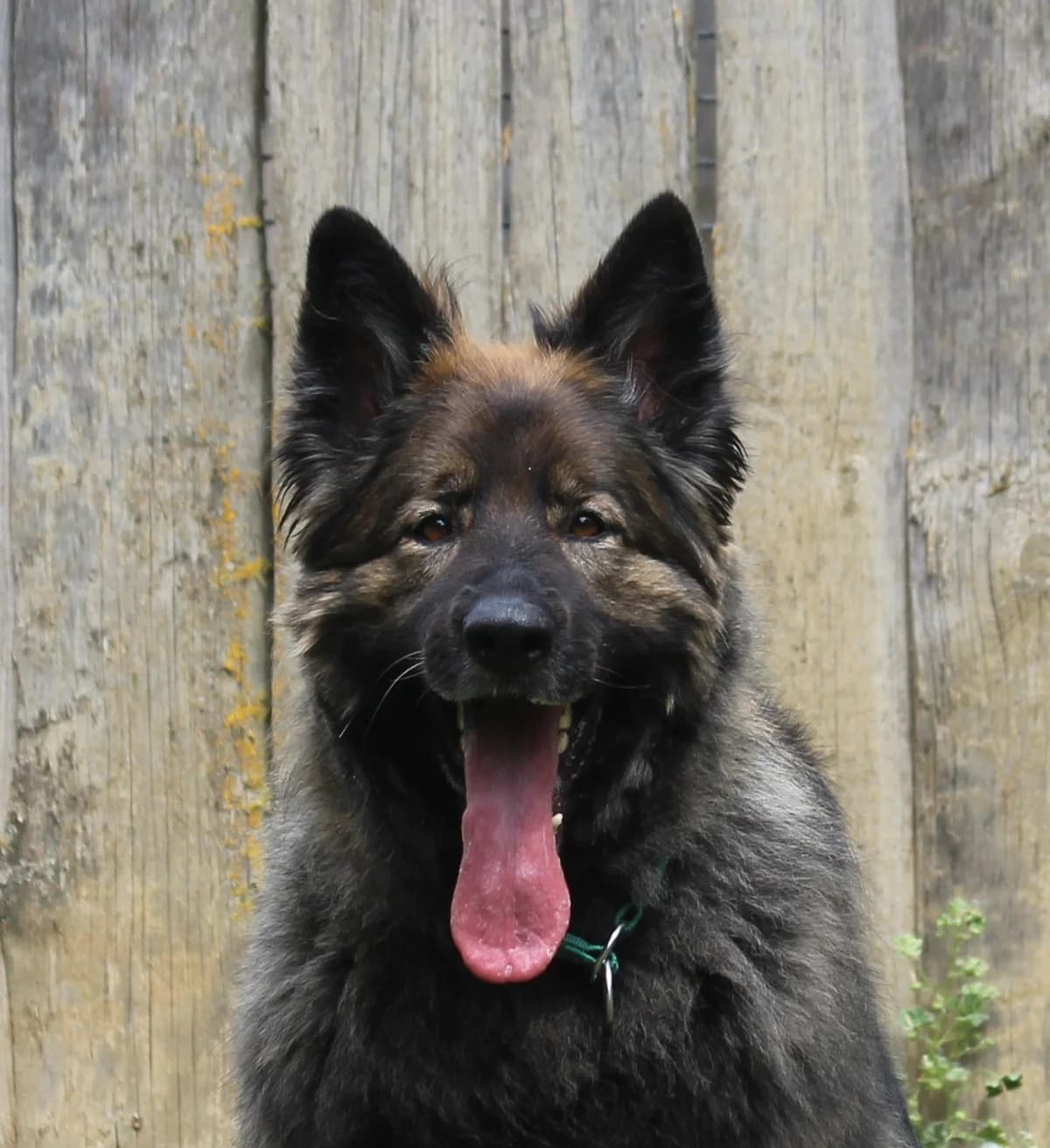 Naika, female 5yo German Shepherd for adoption at Tierheim Nördlingen (Fürstin-Delia-Tierheim), Nördlingen