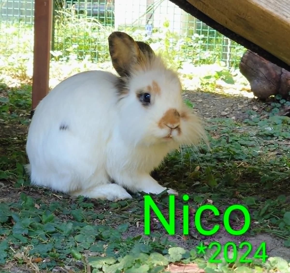 Nico, male young mixed breed for adoption at Tierheim Nördlingen (Fürstin-Delia-Tierheim), Nördlingen