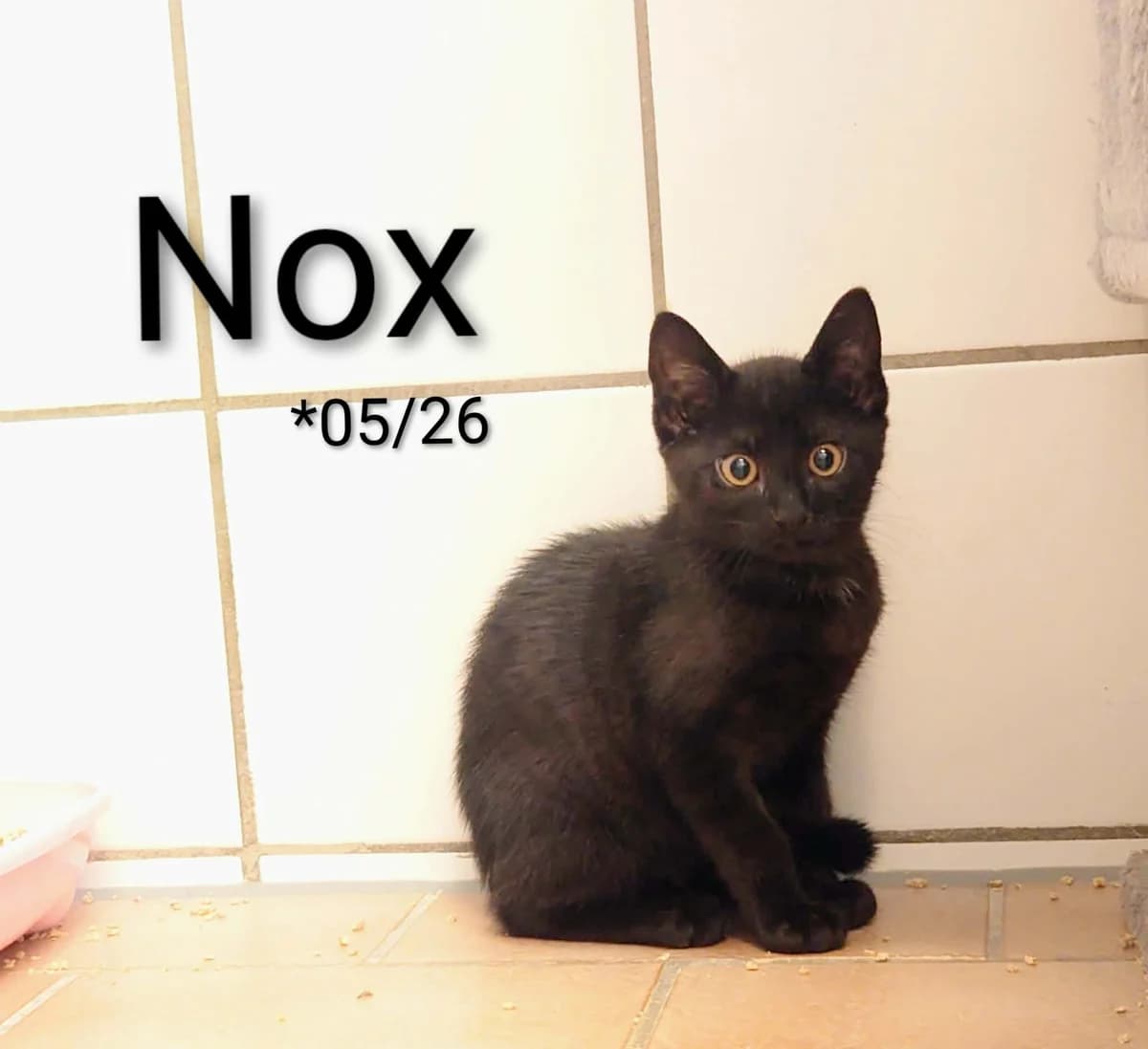 Nox, male mixed breed for adoption at Tierheim Nördlingen (Fürstin-Delia-Tierheim), Nördlingen