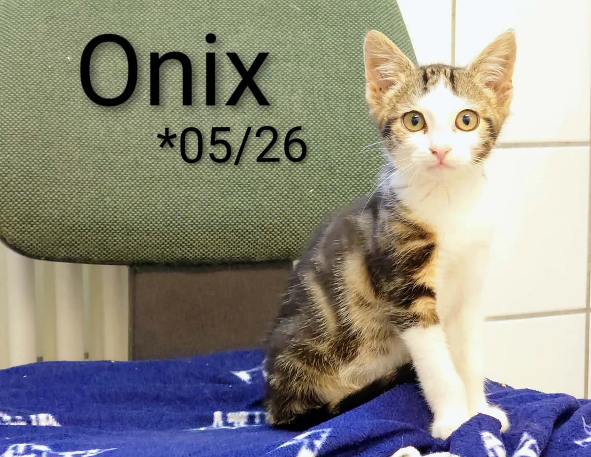 Onix, male mixed breed for adoption at Tierheim Nördlingen (Fürstin-Delia-Tierheim), Nördlingen