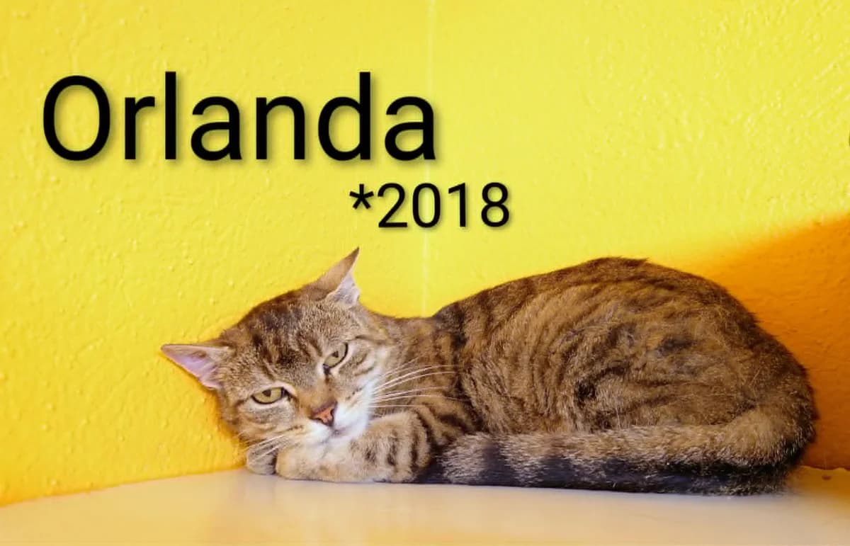 Orlanda, female senior mixed breed for adoption at Tierheim Nördlingen (Fürstin-Delia-Tierheim), Nördlingen