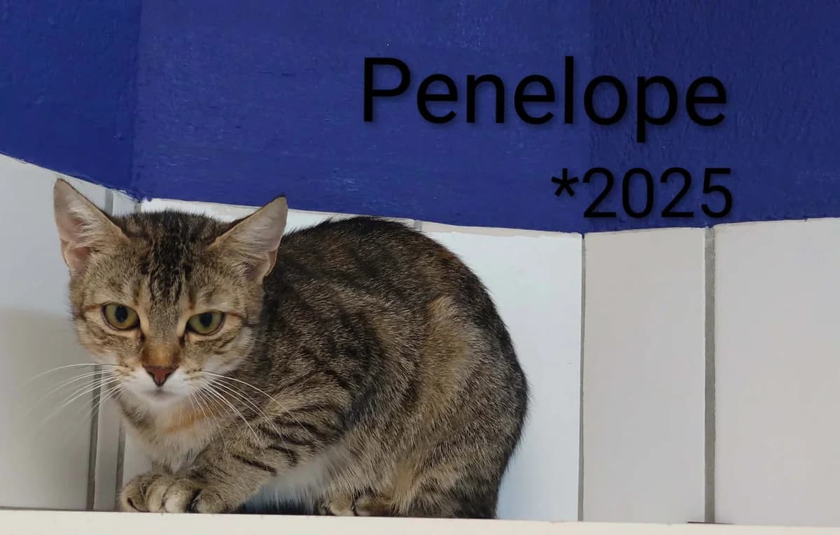Penelope, female young mixed breed for adoption at Tierheim Nördlingen (Fürstin-Delia-Tierheim), Nördlingen