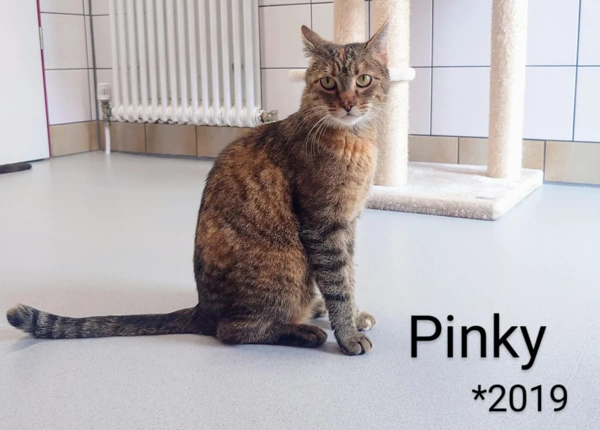 Pinky, female 7yo mixed breed for adoption at Tierheim Nördlingen (Fürstin-Delia-Tierheim), Nördlingen