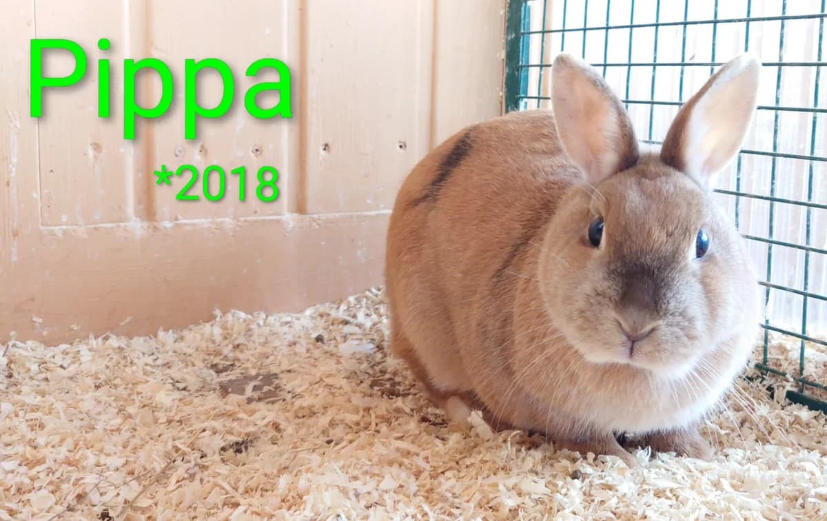 Pippa, female mixed breed for adoption at Tierheim Nördlingen (Fürstin-Delia-Tierheim)