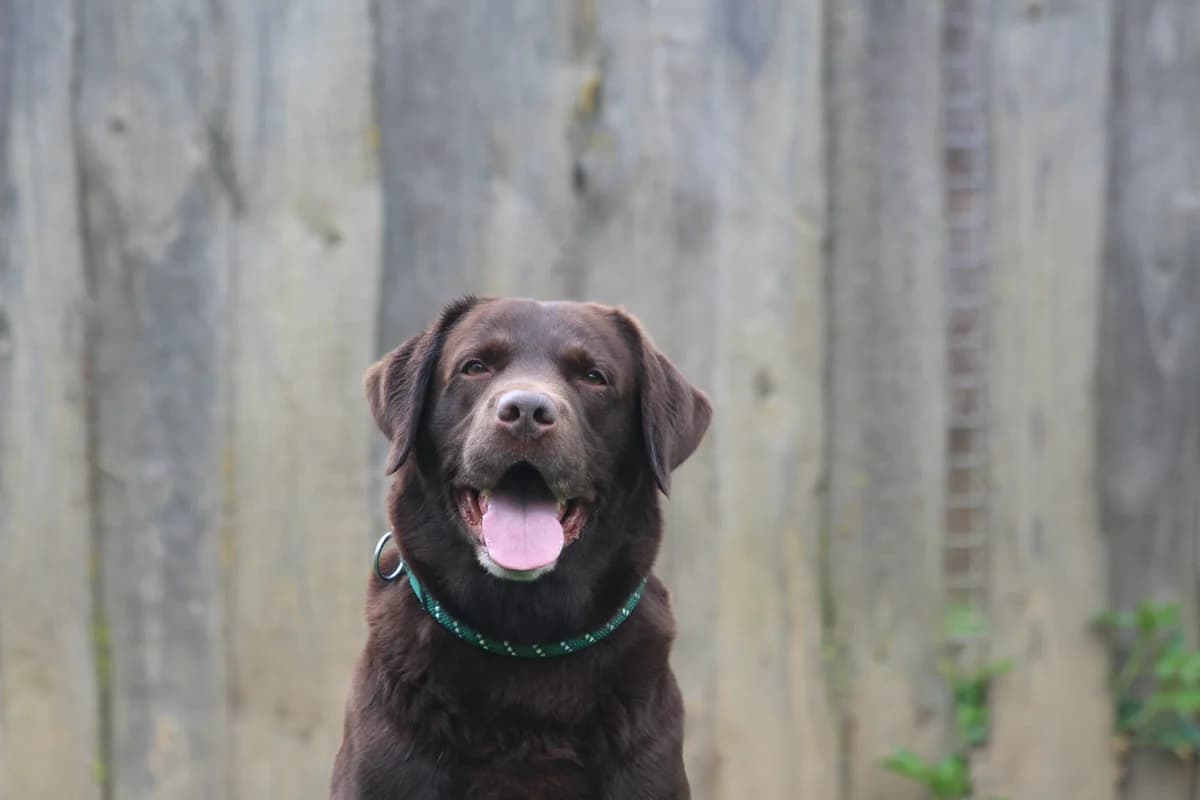 Rainer, male Labrador Retriever for adoption at Tierheim Nördlingen (Fürstin-Delia-Tierheim)