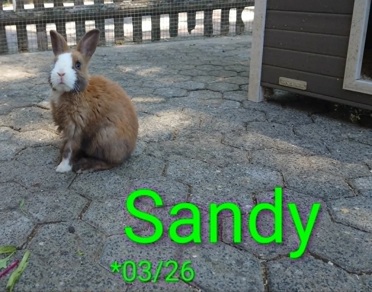 Sandy, female puppy mixed breed for adoption at Tierheim Nördlingen (Fürstin-Delia-Tierheim), Nördlingen