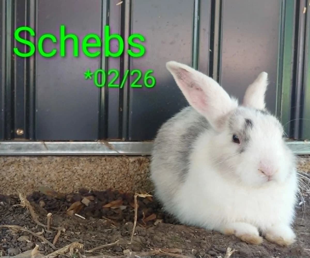 Schebs, male mixed breed for adoption at Tierheim Nördlingen (Fürstin-Delia-Tierheim), Nördlingen