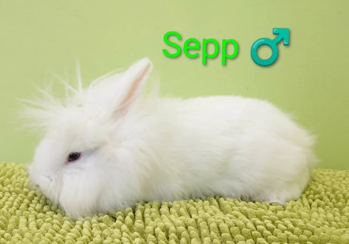 Sepp, male mixed breed for adoption at Tierheim Nördlingen (Fürstin-Delia-Tierheim), Nördlingen