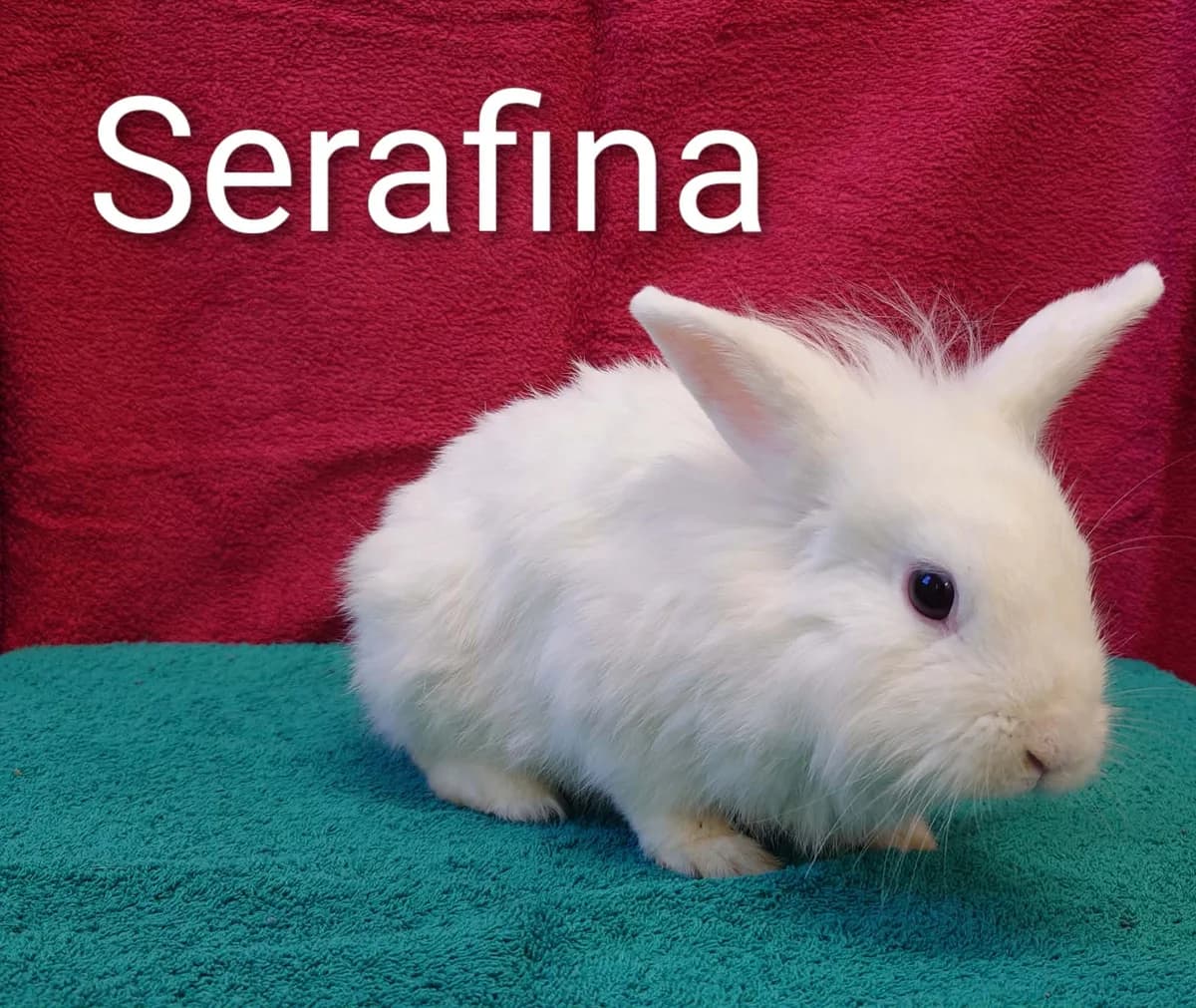 Serafina, female young mixed breed for adoption at Tierheim Nördlingen (Fürstin-Delia-Tierheim), Nördlingen