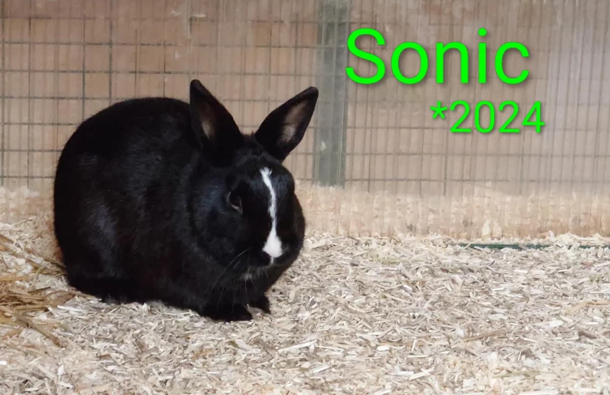 Sonic, male young mixed breed for adoption at Tierheim Nördlingen (Fürstin-Delia-Tierheim), Nördlingen