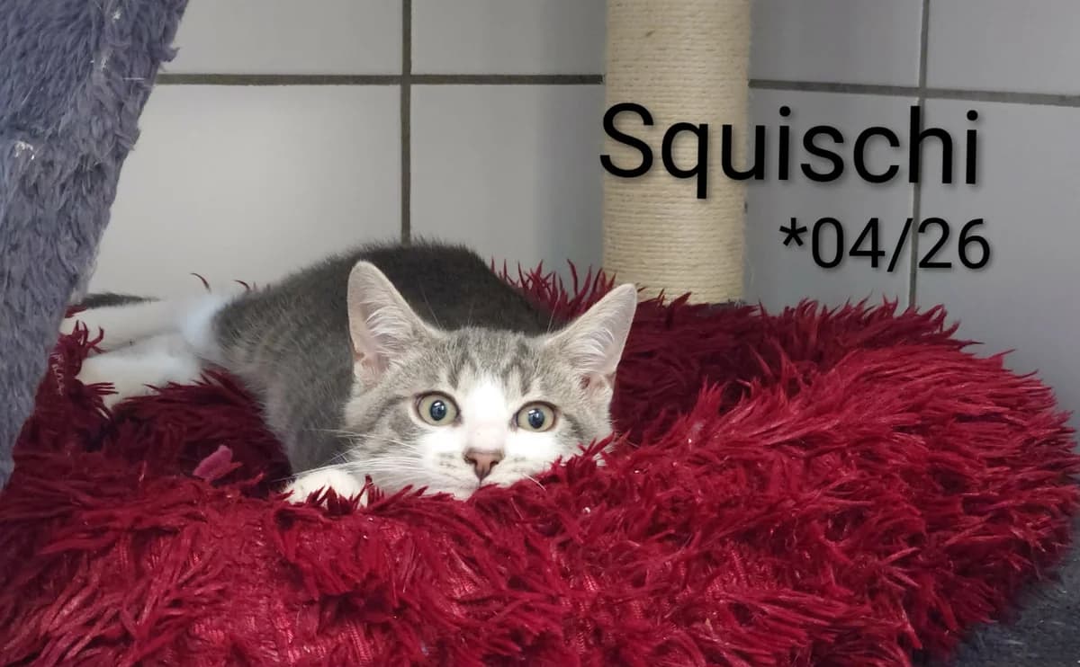 Squeschi, male mixed breed for adoption at Tierheim Nördlingen (Fürstin-Delia-Tierheim), Nördlingen