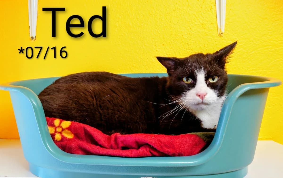 Ted, male senior mixed breed for adoption at Tierheim Nördlingen (Fürstin-Delia-Tierheim), Nördlingen