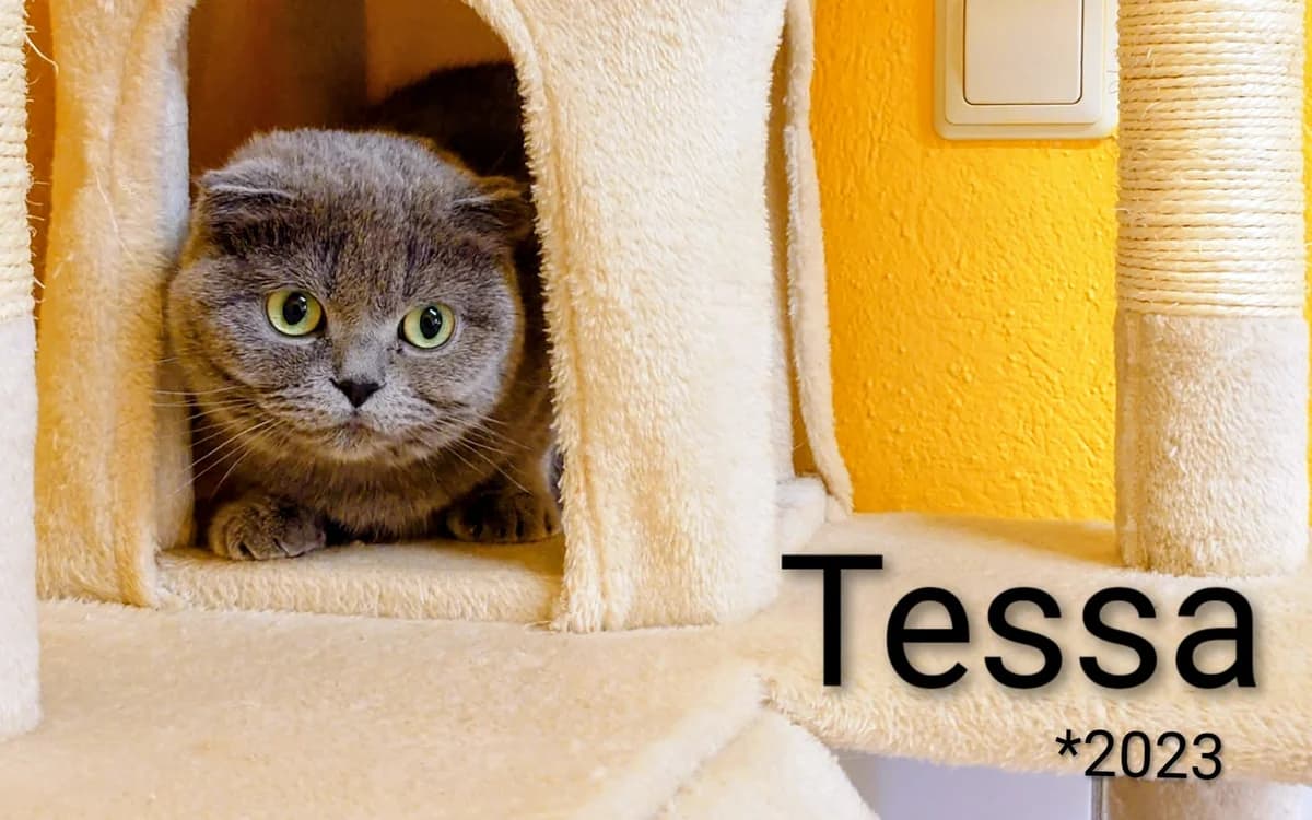 Tessa, female 3yo Mixed Breed for adoption at Tierheim Nördlingen (Fürstin-Delia-Tierheim), Nördlingen
