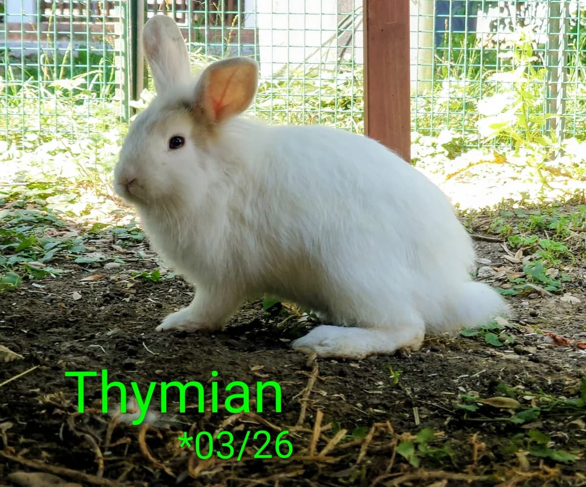 Thymian, male mixed breed for adoption at Tierheim Nördlingen (Fürstin-Delia-Tierheim), Nördlingen