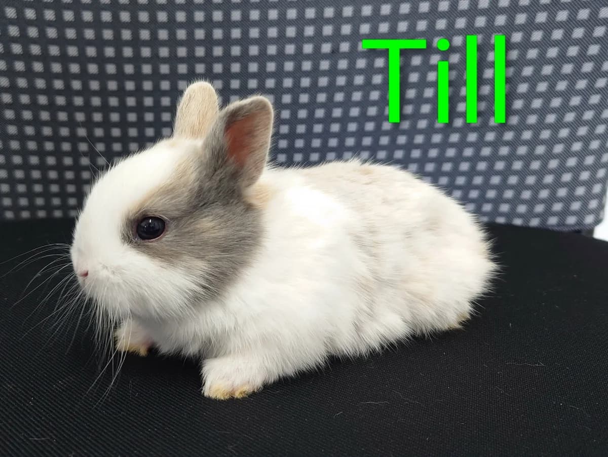 Till, male mixed breed for adoption at Tierheim Nördlingen (Fürstin-Delia-Tierheim), Nördlingen