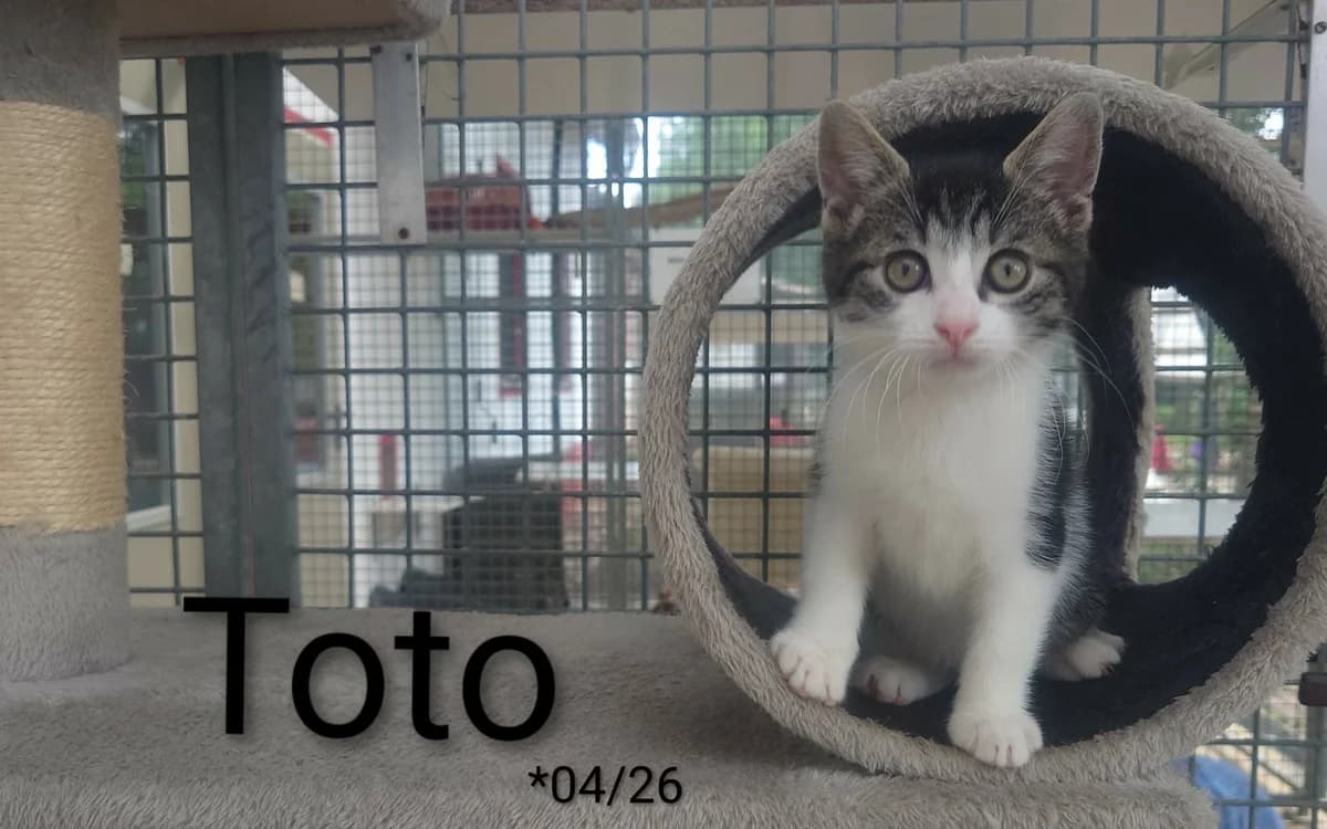 Toto, male mixed breed for adoption at Tierheim Nördlingen (Fürstin-Delia-Tierheim), Nördlingen