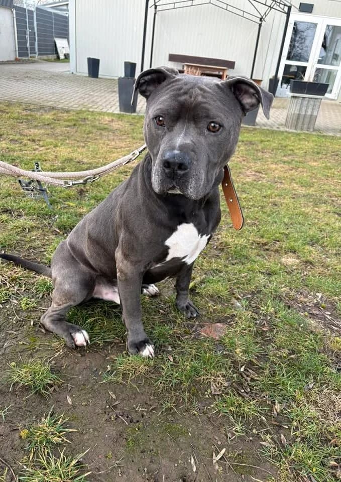 Captain, senior Shar Pei for adoption at Tierheim Nordhausen, Nordhausen