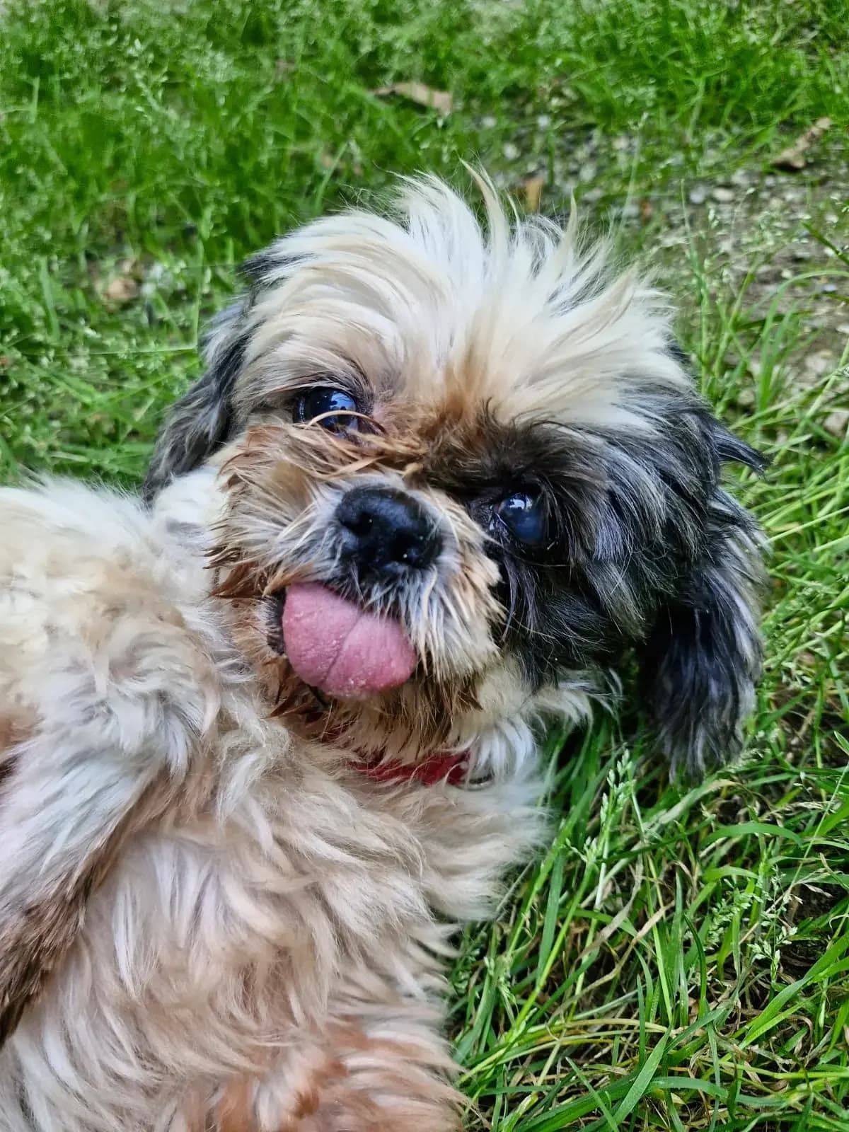 Wiltrud, female senior Mixed Breed for adoption at Tierheim Northeim
