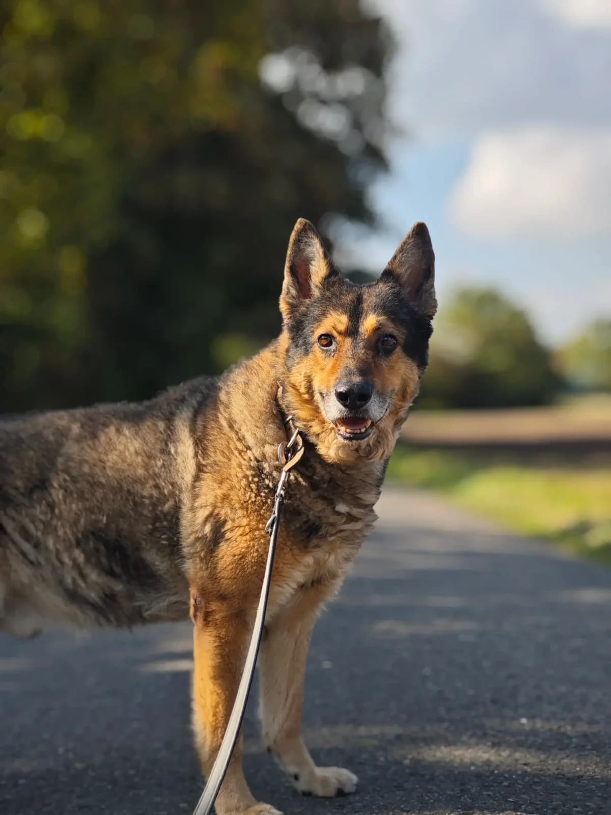 Buck, male senior Mixed Breed for adoption at Tierheim Northeim