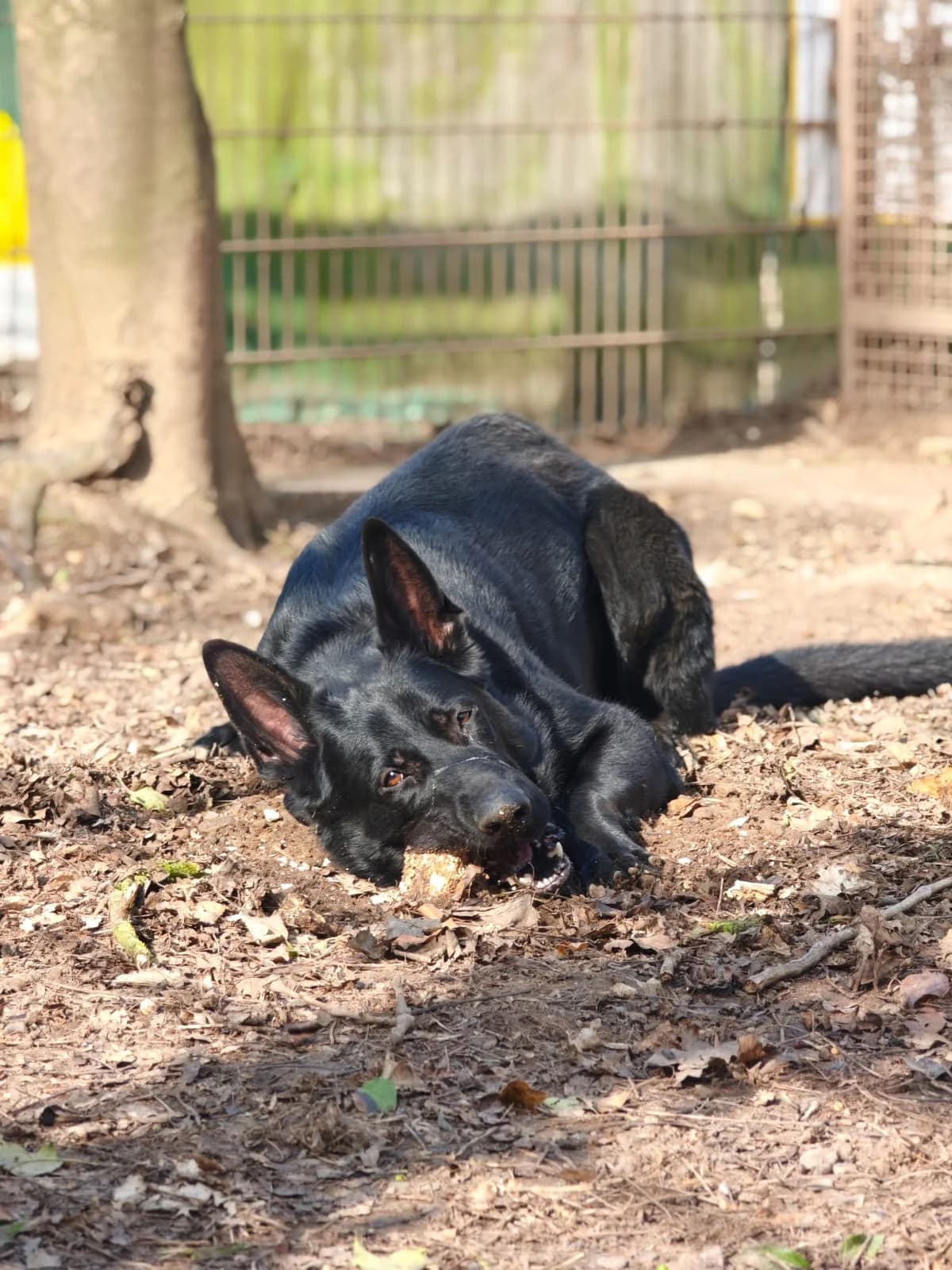 Nero, male 4yo mixed breed for adoption at Tierheim Northeim