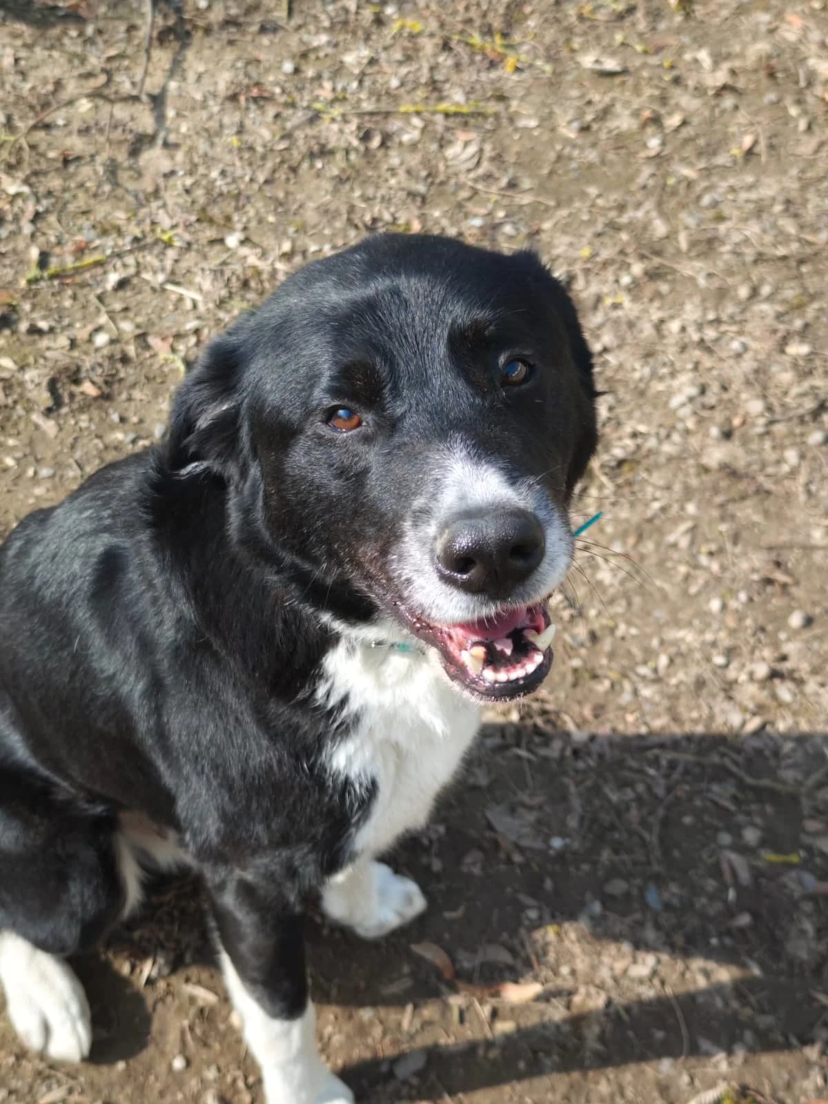 Benjamin, male 6yo Mixed Breed for adoption at Tierheim Northeim