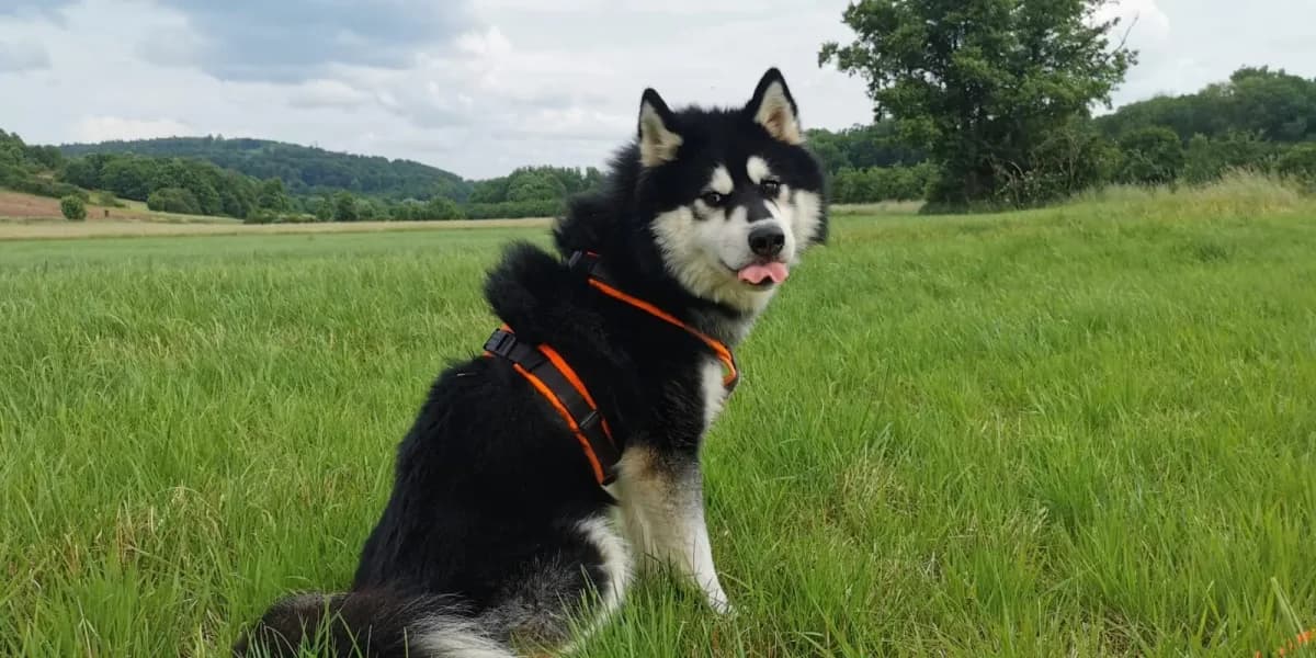 Damon, male Mixed Breed for adoption at Tierheim Northeim
